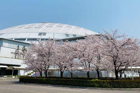 dome_sakura2020.jpg